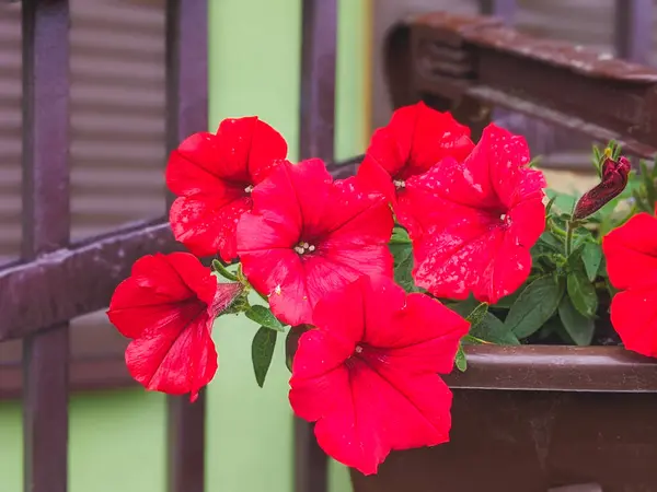 Blomma Säng Med Röda Petunior Färgglada Petunia Blommor Petunia Växt — Stockfoto