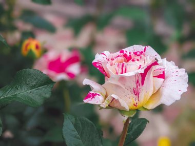 Kırmızı ve beyaz gül yaklaş. İki renkli gül. Bahçede kırmızı benekli gül. Koyu arkaplan.