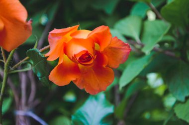 Bahçede büyüyen portakal gülü. Yakın mesafede.