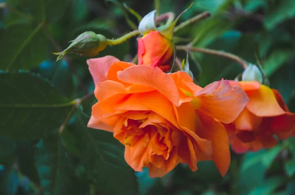 Bahçede Büyüyen Portakal Gülü Yakın Mesafede — Stok fotoğraf
