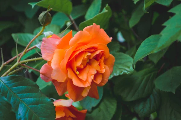 Bahçede Büyüyen Portakal Gülü Yakın Mesafede — Stok fotoğraf
