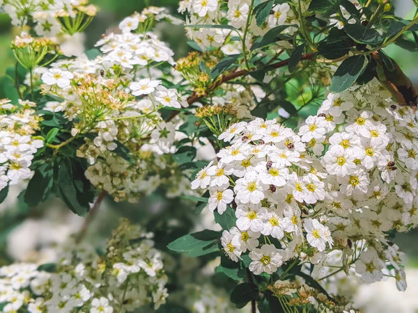 Flowering Plant White Spiraea Arguta Flowering Bush — Stock Photo, Image