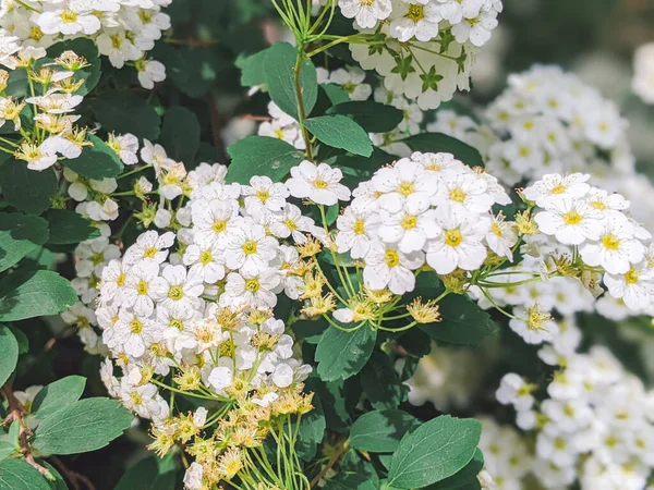 Flowering Plant White Spiraea Arguta Flowering Bush — Stock Photo, Image