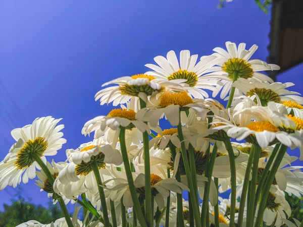 Цветы Маргаритки Летний Весенний Луг Фоне Голубого Неба Белыми Облаками — стоковое фото
