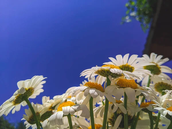 Flowers Daisies Summer Spring Meadow Background Blue Sky White Clouds — Stock Photo, Image