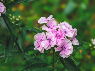 Dianthus caryophyllus karanfili pembe hafif karanfil çiçek açar, yaz mevsiminde ekilmiş çiçek açan bitkiler