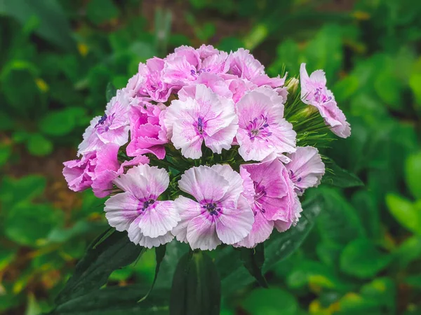 stock image Dianthus caryophyllus carnation clove pink light violet flowers in bloom, cultivated flowering plants during summer season