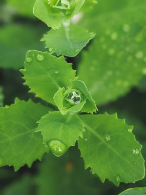 Doğada güzel bir sabah çiyi damlası, seçici bir odak. Yaprakların üzerinde temiz şeffaf su damlaları. Güneş damlalar halinde parlıyor. Yeşil tonda görüntü. Yaz mevsimi doğal arka plan.
