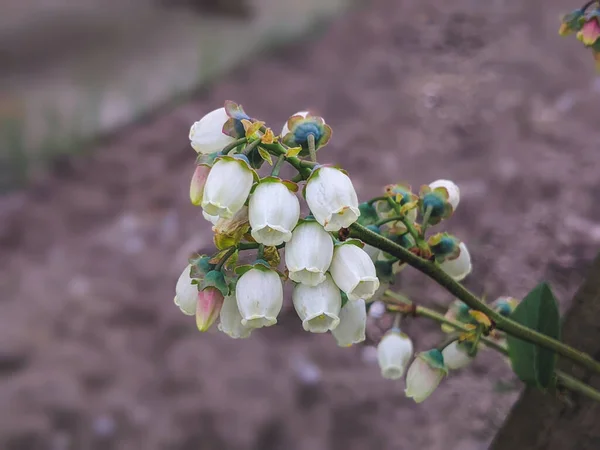 Yabanmersini Tomurcukları Gelişim Aşaması Dikey Format Beyaz Çiçekler Düşmeye Başlıyor — Stok fotoğraf