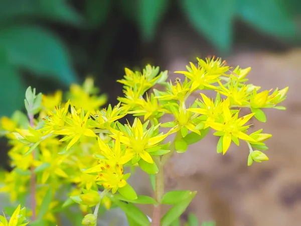 Sedum Acre Commonly Known Goldmoss Stonecrop Closeup Yellow Flowers — Stock Photo, Image