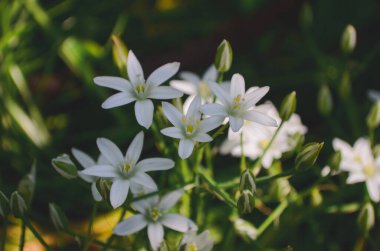 Ornithogalum umbellatum kuşkonmazın beyaz çiçekli soğanlı bitkisidir.