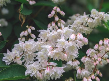 Deutzia scabra Plena: Yazın başında bahçede çiçek özeti
