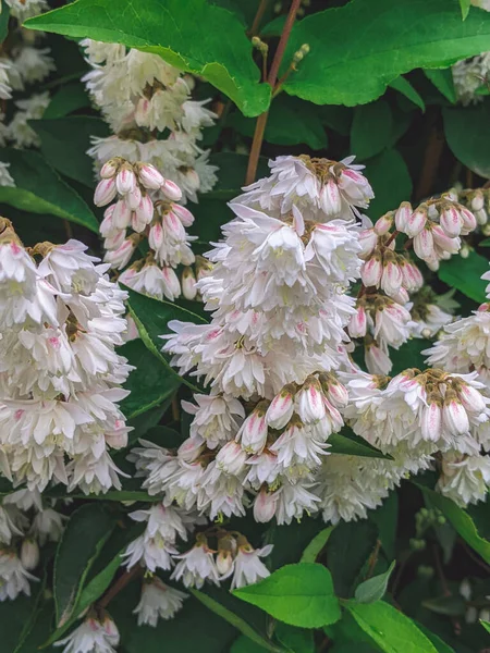 Deutzia Scabra Plena Compendium Blooms Garden Early Summer Close — Stock Photo, Image
