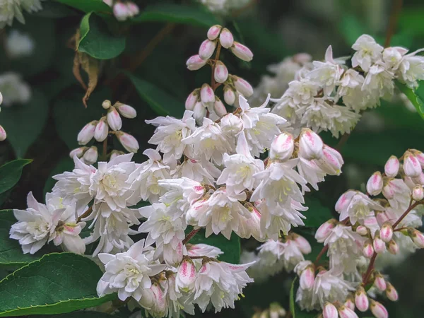 Deutzia scabra Plena: Yazın başında bahçede çiçek özeti