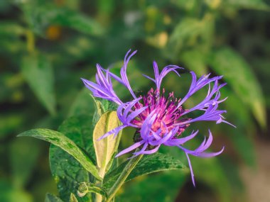 Centaurea montana mountain cornflower bright color blue purple flowers in bloom, knapweed bluet flowering plant