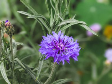Centaurea montana mountain cornflower bright color blue purple flowers in bloom, knapweed bluet flowering plant