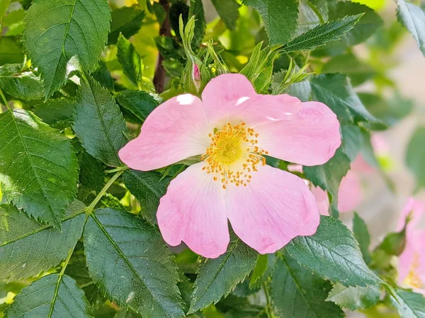 Close Dog Rose Copyspace Rosa Canina Green Leaves Summer — Stock Photo, Image
