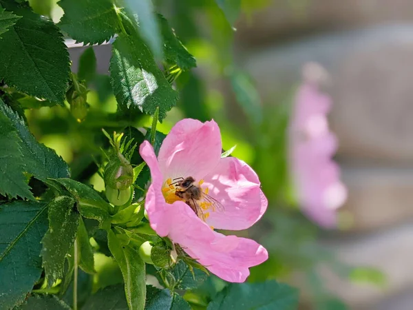 stock image Close up of a dog rose with copyspace, Rosa canina, with green leaves in summer.