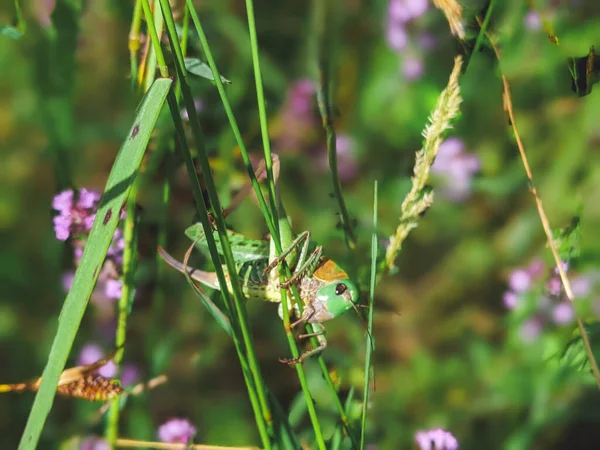 Grasshopper Resting Grass Grasshopper Nature Selective Focus Bokeh Background — 스톡 사진