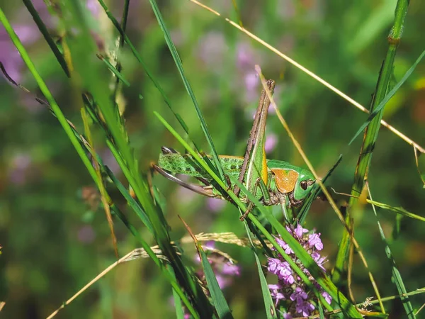 Grasshopper Resting Grass Grasshopper Nature Selective Focus Bokeh Background — Foto de Stock