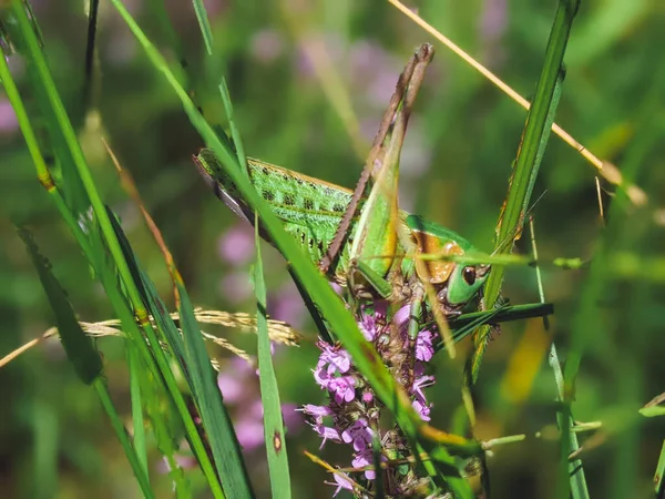 Grasshopper Resting Grass Grasshopper Nature Selective Focus Bokeh Background — Foto de Stock