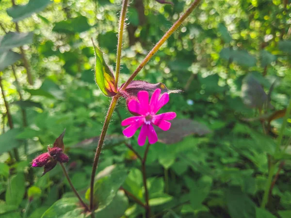 Ormandaki Tek Bir Kızıl Campion Çiçeğinin Yakın Çekimi Silene Dioica — Stok fotoğraf