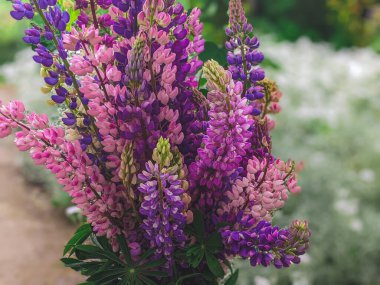 Pembe mor ve mavi çiçekli Lupinus tarlası. Lupin tarlası. Çayırda mor ve pembe lupin. Mor ve pembe lupin demeti