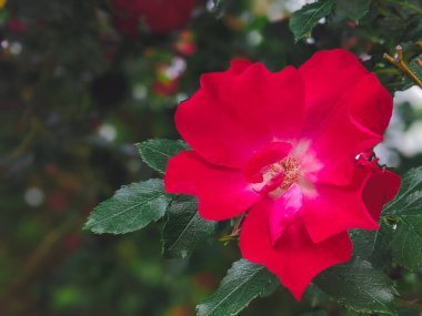 güzel pembe dogrose çiçekleri doğa arka planı