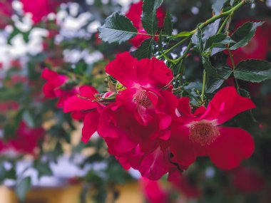 güzel pembe dogrose çiçekleri doğa arka planı