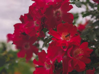 güzel pembe dogrose çiçekleri doğa arka planı