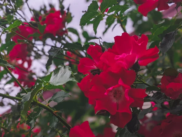 Piękny Różowy Dogrose Kwiaty Natura Tło — Zdjęcie stockowe