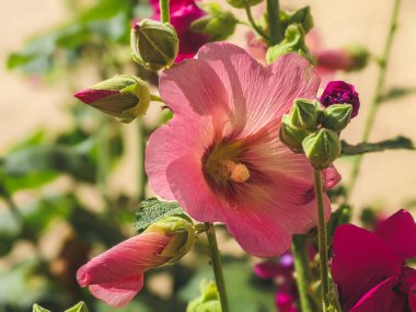 Malva Çardak 'ı kapatın. Lavatera Arborea olarak bilinen Mallow Çiçekleri, Malva Eriocalyx