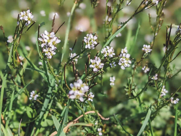 Arabidopsis thaliana, thale cress, mouse-ear cress, arabidopsis, thale cress flower, white hardard flower, hardal flower, Brassicaceae