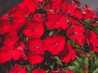 Bahçedeki sabırsız glandulifera kırmızı çiçekleri. Sabırsızlar çiçek eker..