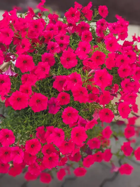 Fechar Flores Petúnias Roxas Roxas Dinâmicas Botões Jardim Com Folhagem — Fotografia de Stock
