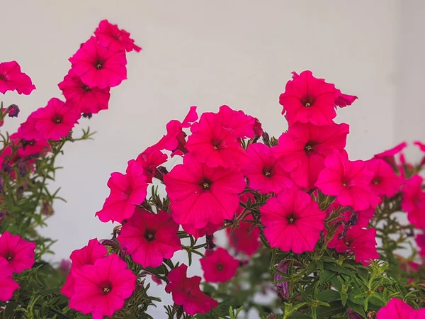 Zbliżenie Dynamiczny Różowy Fioletowy Petunia Kwiaty Pąki Ogród Bujny Zielony — Zdjęcie stockowe