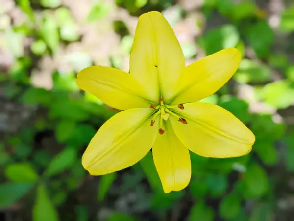 Close Flor Lírio Amarelo Hemerocallis Também Chamado Lemon Lily Yellow — Fotografia de Stock