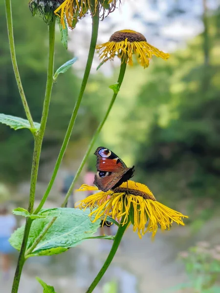 Метелик Аглі Павич Метелик Сидить Квітці Інули Вибірковий Фокус Високоякісна — стокове фото