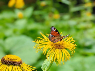 Kelebek Aglais io, tavus kuşu kelebeği Inula 'nın çiçeğinin üzerinde oturuyor. Seçici odaklanma. Yüksek kalite fotoğraf