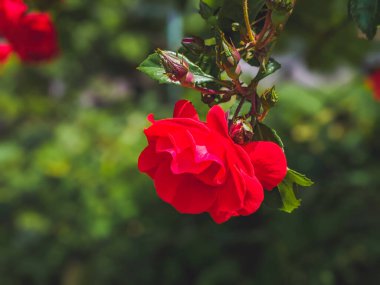 Dışarıda yetişen kırmızı gül ve tomurcuklara yakın çekim