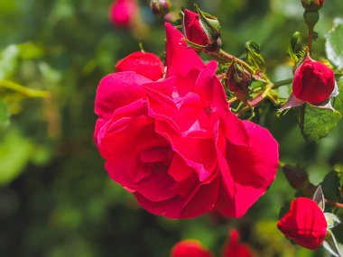 Dışarıda yetişen kırmızı gül ve tomurcuklara yakın çekim