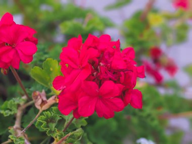 Esmer bordo sardunyası akşam güneşinde kahverengi tencerede.