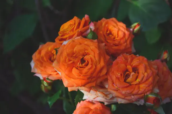 Hermosa Flor Flor Rosa Naranja Jardín Natural Con Ramas Hojas —  Fotos de Stock