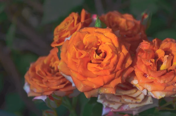 Belle Fleur Rose Orangé Fleurir Dans Jardin Naturel Avec Branche — Photo