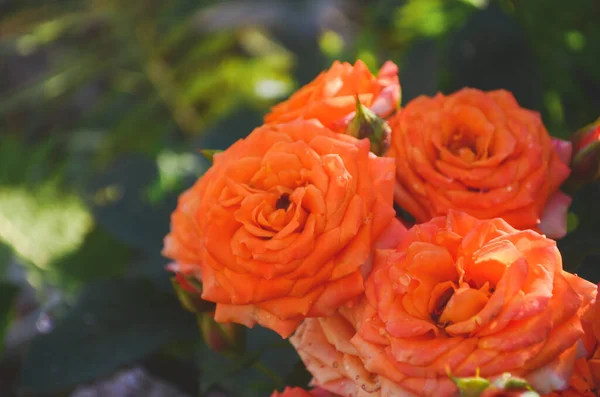 Красивый Цветок Апельсиновой Розы Цветет Саду Природы Веткой Зелеными Листьями — стоковое фото