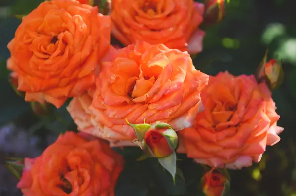 Bellissimo Fiore Fiore Rosa Arancio Giardino Natura Con Rami Foglie — Foto Stock