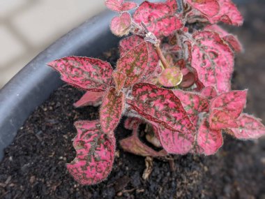 Coleus Bloom. Coleus Blumei mercanı. Mor renkli koleusun arka planı. Çiçekler. Sindoor bitkileri.
