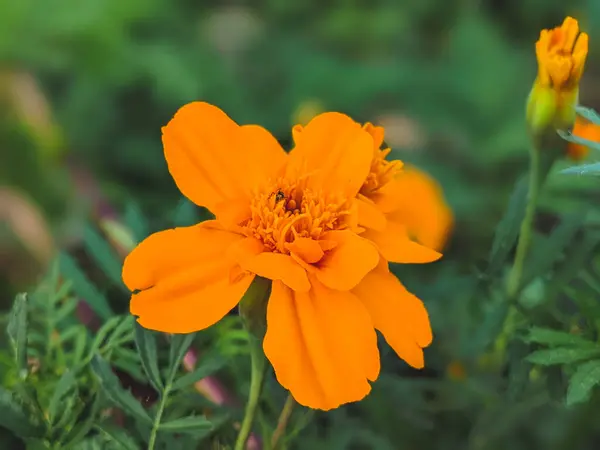 Žluté Oranžové Květy Marigold Květu Zblízka — Stock fotografie