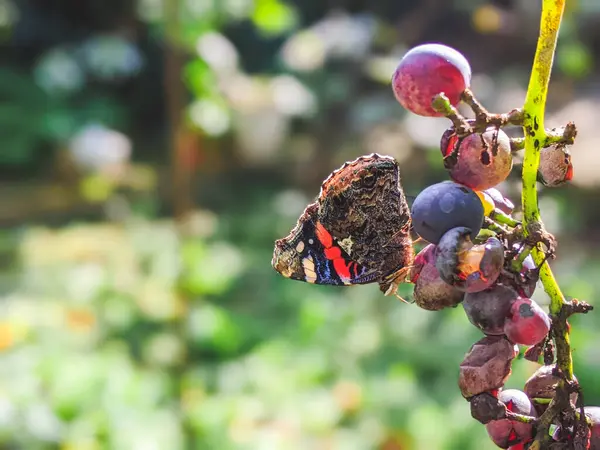Red Admiral on rotten fruits