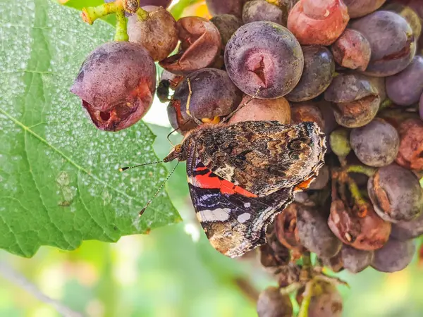 Red Admiral on rotten fruits